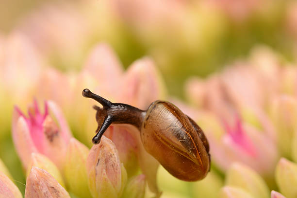 A closeup macro photo of a snail climbing over soft pink flower buds.