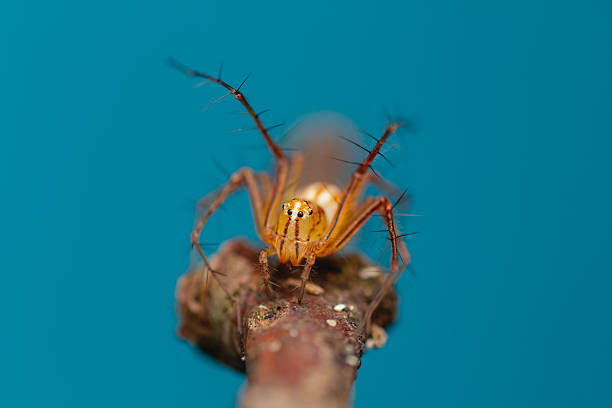 istock Vibrant Orange Lynx Spider (Oxyopes sp.) Macro on Twig 2236128893