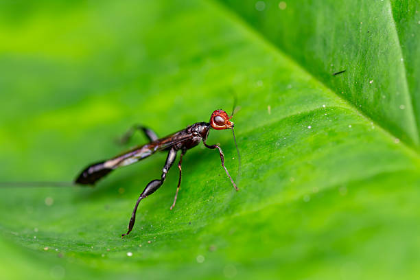 istock Macro Portrait of Crown Wasp (Stephanidae) on Green Leaf 2236129153