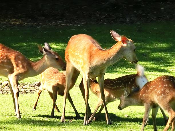 istock Peaceful Deer Gathering in Meadow – Social Wildlife Moment 2236129765