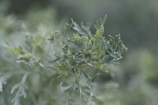 istock herbaceous plant, herbaceous flower with green-blue leaf structure, green-grey foliage 2236130098