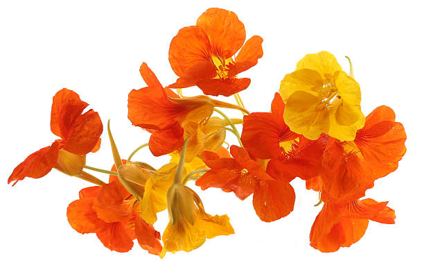 istock Flowers Nasturtium isolated on white background. 2236130522