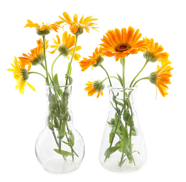 istock Flowers Calendula in glass laboratory glassware isolated on white background. 2236130543