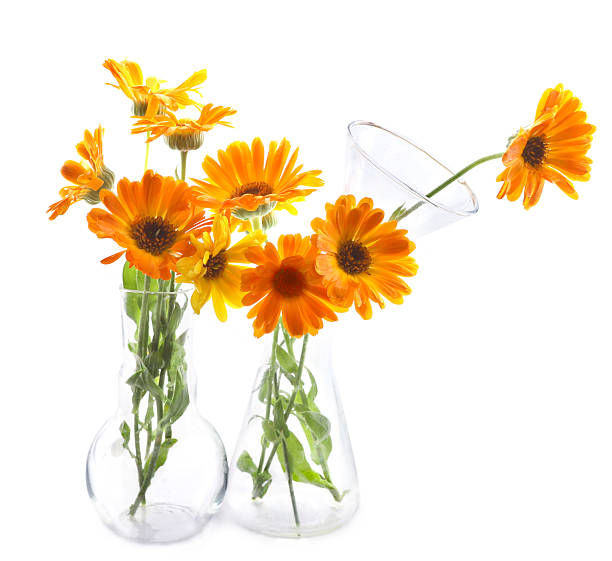 istock Flowers Calendula in glass laboratory glassware isolated on white background. 2236130549