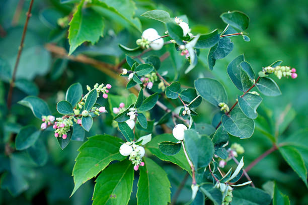 Closeup of green leaves with clusters of small pink buds and round white berries, captured in natural daylight.