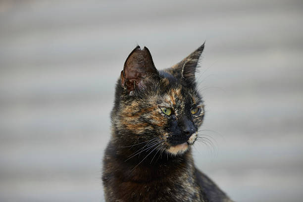 istock dark mixed color moody stray cat portrait 2236131342