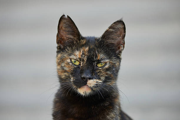 portraits of a stray cat with confident look from a series of photos