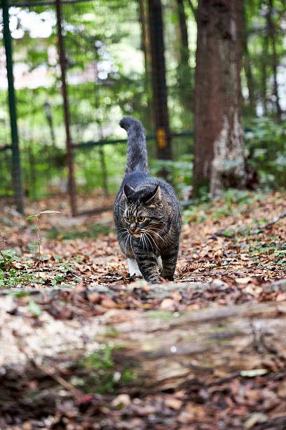istock Curious tabby cat with white paws walking outdoors in the forest on a sunny autumn day. Focused feline exploring nature, surrounded by fallen leaves, trees, and rustic woodland atmosphere 2236131759