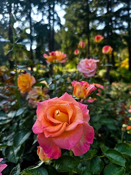 istock Rose in the Garden 2236132837