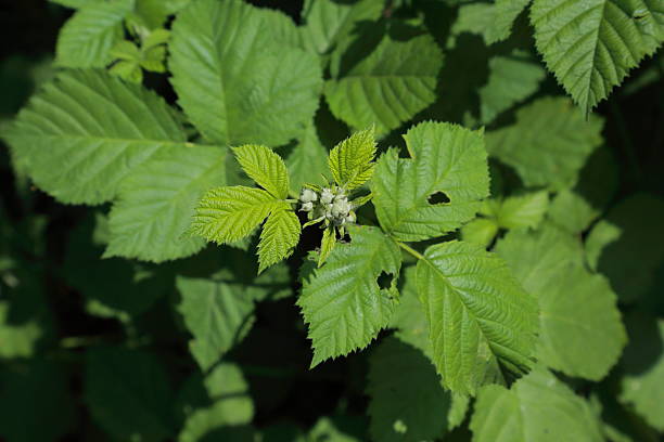 istock Rubus fruticosus leaf and flower bud cluster in early growth stage 2236132894