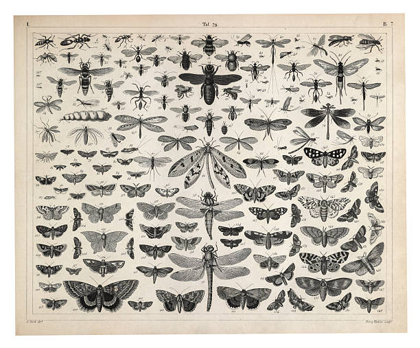 Plate 79: Insects of the Orders Hymenoptera, Diptera, Lepidoptera and Odonata Engraving Antique Illustration, Published 1851. Source: Original edition from my own archives. Copyright has expired on this artwork. Digitally restored.