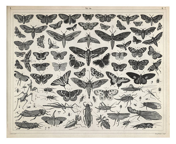 Plate 80: Insects of the Orders Lepidoptera, Orthoptera and Hemiptera Engraving Antique Illustration, Published 1851. Source: Original edition from my own archives. Copyright has expired on this artwork. Digitally restored.