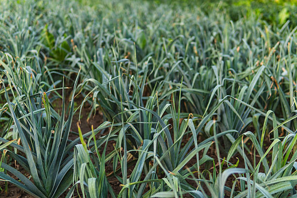 A large number of leeks growing in a field