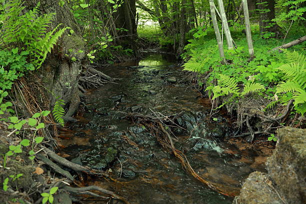 istock Riparian vegetation along forest stream ecosystem in temperate deciduous biome 2236134315