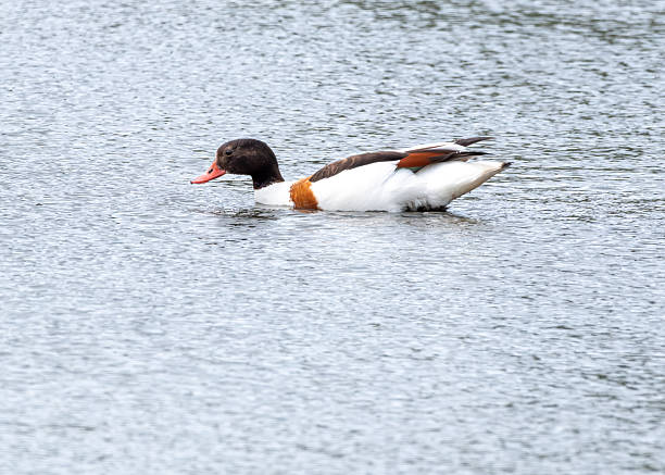 istock Ruddy Shelduck on the Lake 2236134545