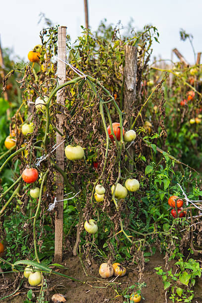 istock Organic tomatoes growing on bushes in late summer 2236134693