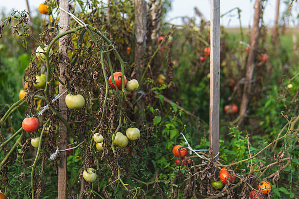 istock Organic tomatoes growing on bushes in late summer 2236134695
