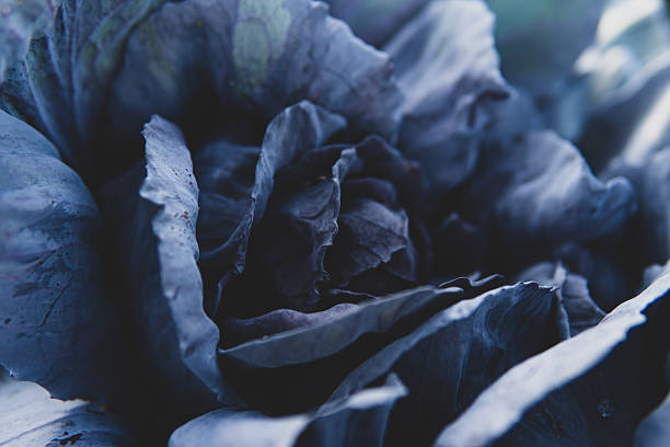 istock Close-up of ripe cabbage growing in a field 2236135546