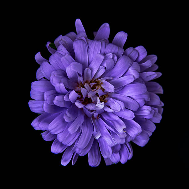 close-up of an aster flower