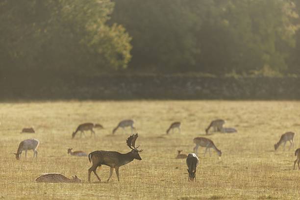 istock Deer Grazing in Sunlit Meadow 2236136431