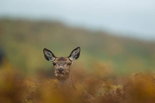 istock Deer peeking through autumn foliage. 2236136432