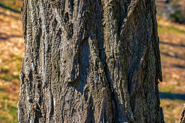 istock Texture of tree bark with longitudinal deep cracks. Robinia pseudoacacia bark background 2236139918
