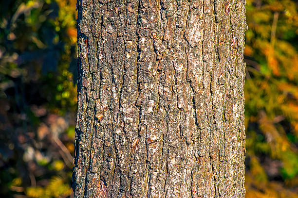 Turkish hazel bark background. Latin name Corylus colurna.