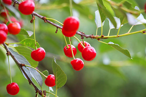 istock Cherry fruits ripen on a tree branch 2236140289