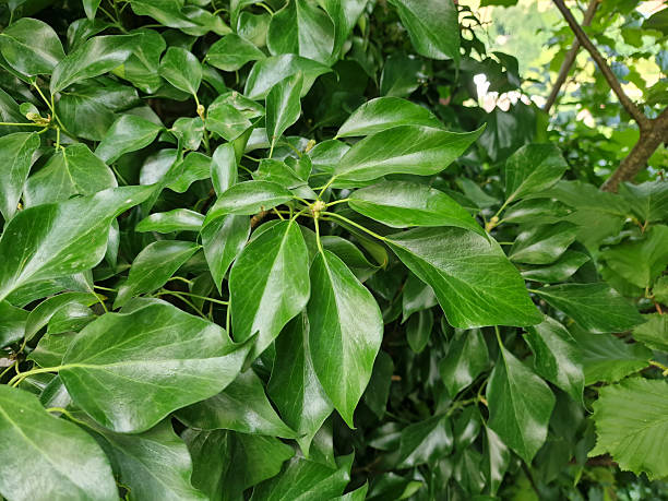 Foliage of a Persian ivy, Hedera colchica