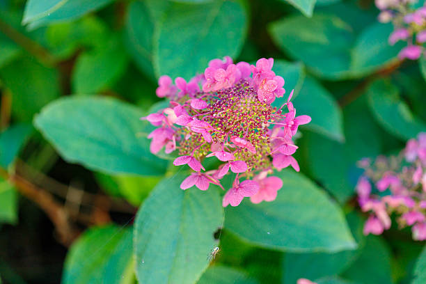 Close-up of pink hydrangea flowers and green leaves with dew drops and a spider and web.