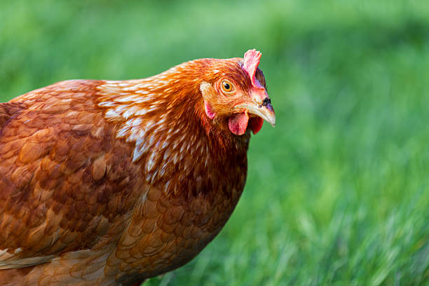 istock Brown Hen Portrait in Green Grass 2236144289