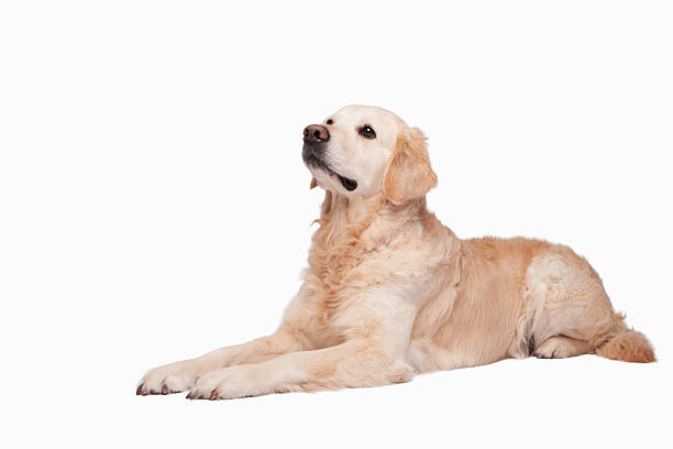 istock Golden retriever lying down with a calm expression on a plain background for wallpaper use 2236147654