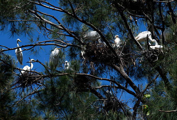 istock A Rookery of Great Egrets (Ardea alba) nesting 2236150097