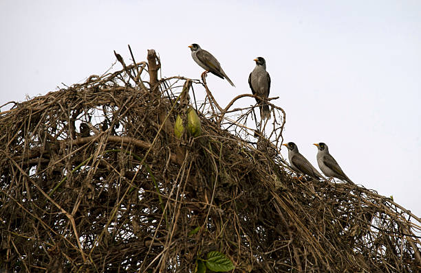 Four Australian Noisy Miners (Manorina melanocephala) perched on dried branches of a plant in Sydney, NSW, Australia (Photo by Tara Chand Malhotra)
