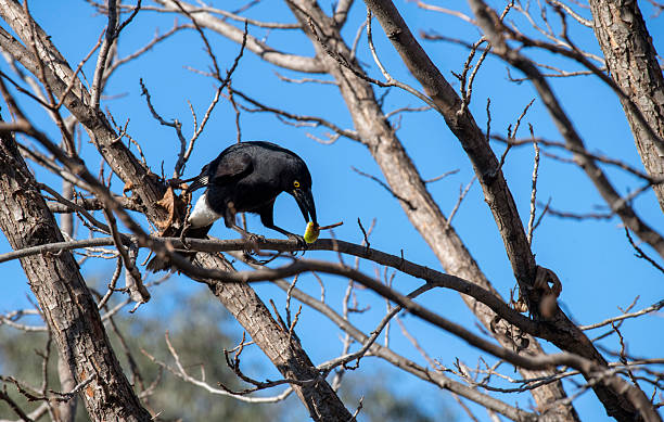 istock Australian Pied Currawong (Strepera graculina) 2236151427