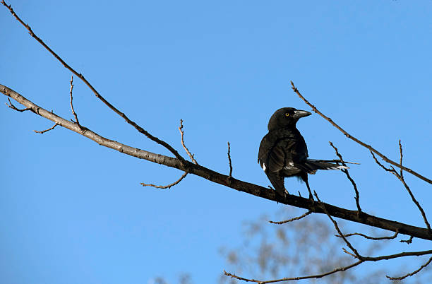istock Australian Pied Currawong (Strepera graculina) 2236151433