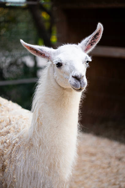 istock Cute white lama in the zoo vertical photo 2236151890
