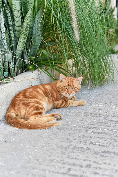 istock A Ginger Tabby Street Cat Relaxing in Malta 2236152000