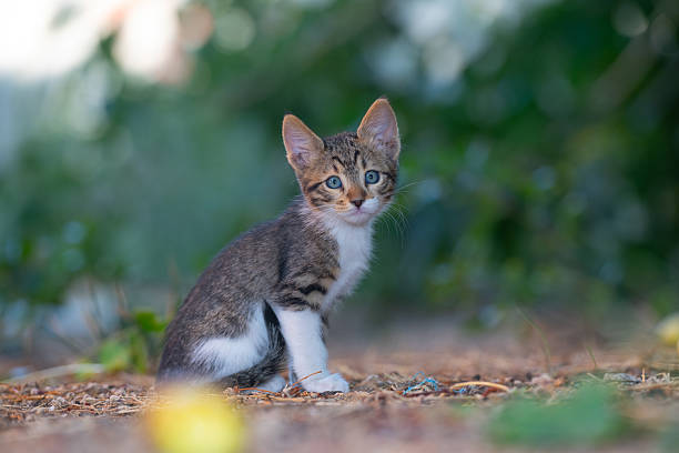 A kitten sitting in a natural area filled with trees and greenery.