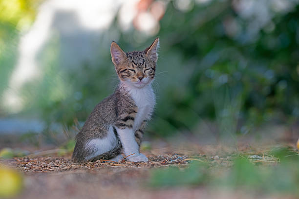 A kitten resting with its eyes closed in a natural area filled with trees and greenery.