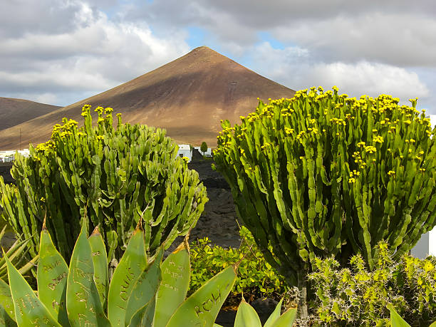 Flight over volcanic vineyards, Lanzarote
