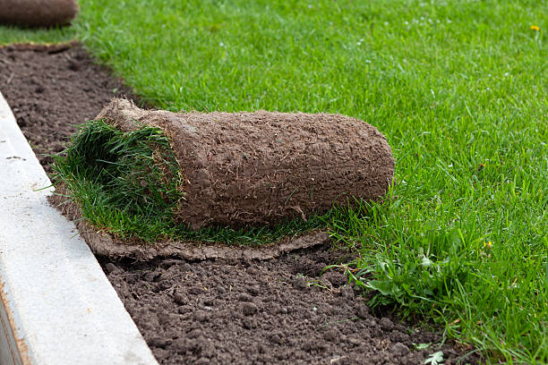 istock Turf grass. Landscaping materials for professional turf installation. Pre-cultivated grass rolls in park setting for immediate greening. Instant lawn 2236153319