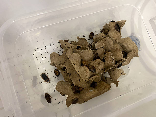 istock Blaptica dubia or Dubia roach colony. Cleaning, replacement egg crates. Argentinian wood roaches. Orange-spotted cockroaches 2236153434