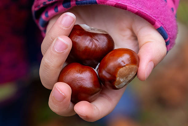 A child's hand with three horse chestnuts in autumn