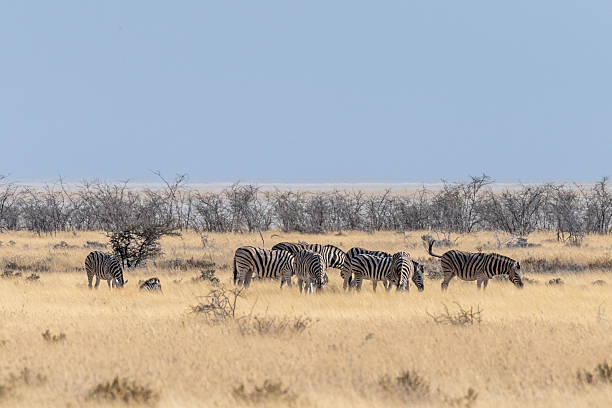 istock Zebras grazing in Etosha 2236154681