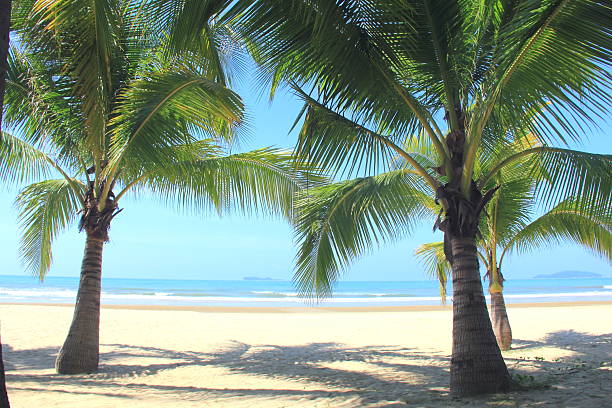 Coconut palm trees in tropical beach
