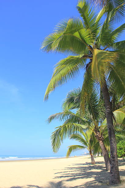 istock Coconut palm trees in tropical beach 2236155349