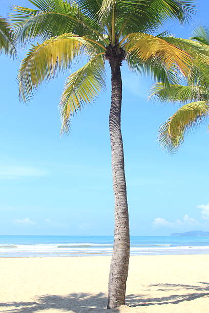 istock Coconut palm trees in tropical beach 2236155371