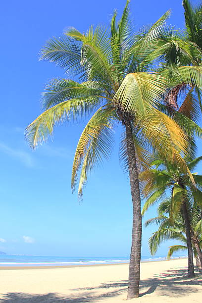 istock Coconut palm trees in tropical beach 2236155375