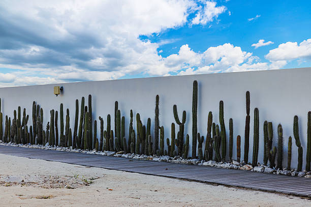 Tall green cactuses growing against white wall with  cloudy blue sky in background. Curacao.